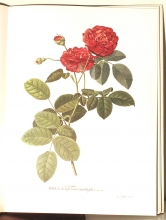 Zauber der Rose 04/24